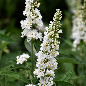 Plant Photo 3