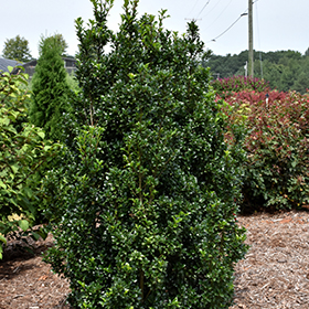 Plant Photo 5