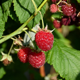 Plant Photo 2