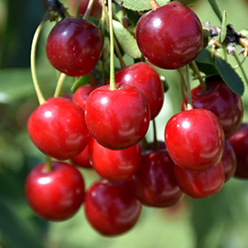 Plant Photo 6