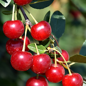 Plant Photo 7