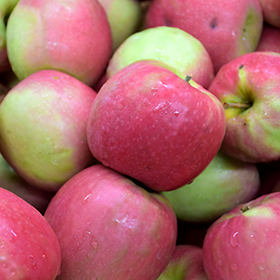 Pink Lady Apples - each