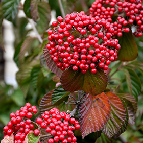 Plant Photo 1