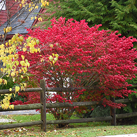 Plant Photo 9