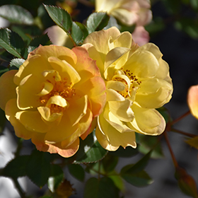 Plant Photo 2