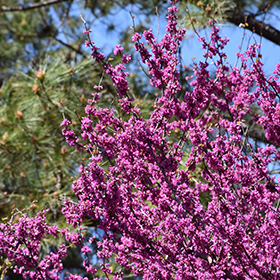 Plant Photo 7
