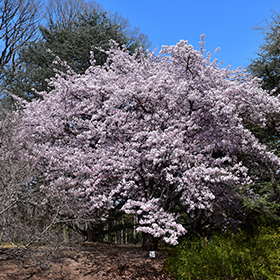 Plant Photo 10