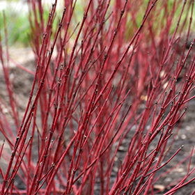 Plant Photo 7