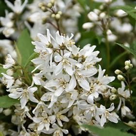 Plant Photo 2