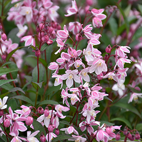 Plant Photo 3