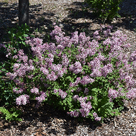 Plant Photo 4