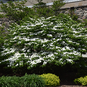 Plant Photo 3