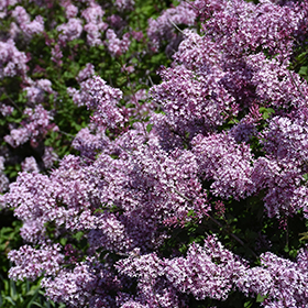 Plant Photo 6