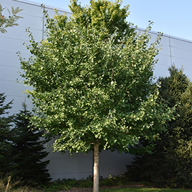 Plant Photo 1