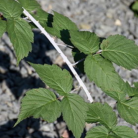 Plant Photo 3