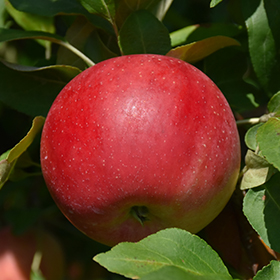 Plant Photo 4