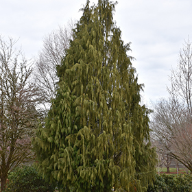 Plant Photo 3