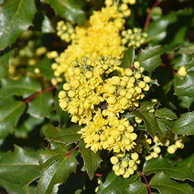 Plant Photo 9