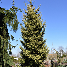 Plant Photo 8