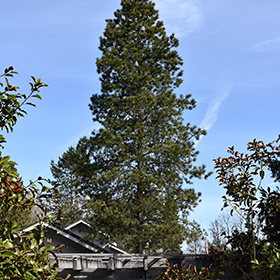 Plant Photo 9