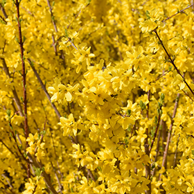 Plant Photo 6