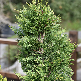 Plant Photo 9