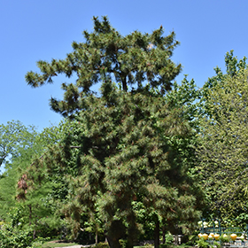 Plant Photo 2