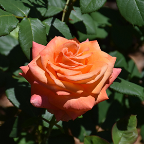 Plant Photo 10
