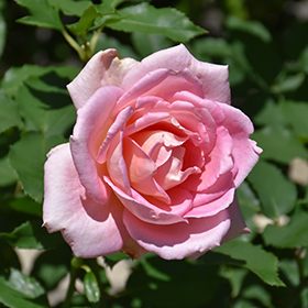Plant Photo 1