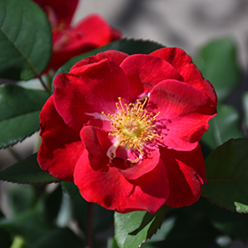 Plant Photo 3