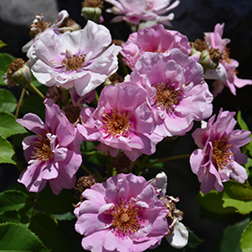 Plant Photo 4