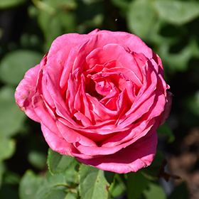 Plant Photo 4