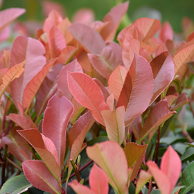 Plant Photo 8
