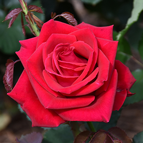 Plant Photo 8