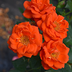 Plant Photo 9