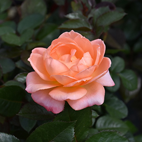 Plant Photo 4