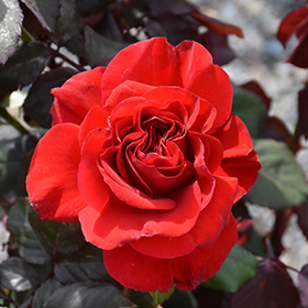 Plant Photo 6