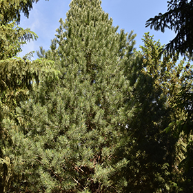 Plant Photo 7