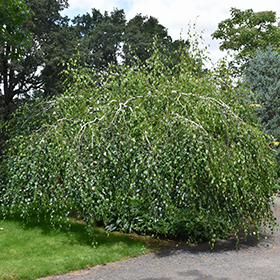 Plant Photo 6
