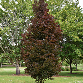 Plant Photo 9