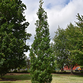 Plant Photo 10
