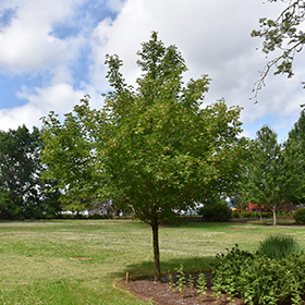 Plant Photo 8