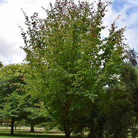 Plant Photo 5