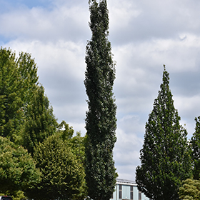 Plant Photo 6