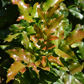 Plant Photo 10