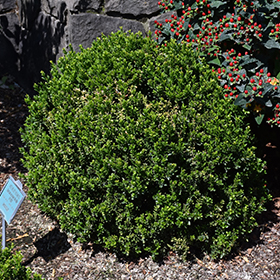 Plant Photo 8
