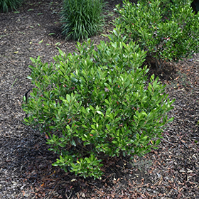 Plant Photo 5