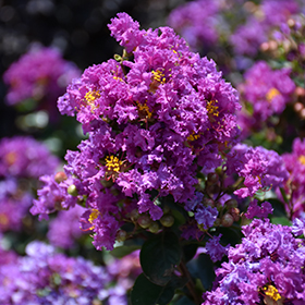 Plant Photo 8