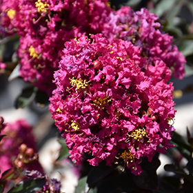 Plant Photo 9