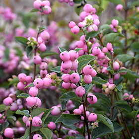 Plant Photo 1